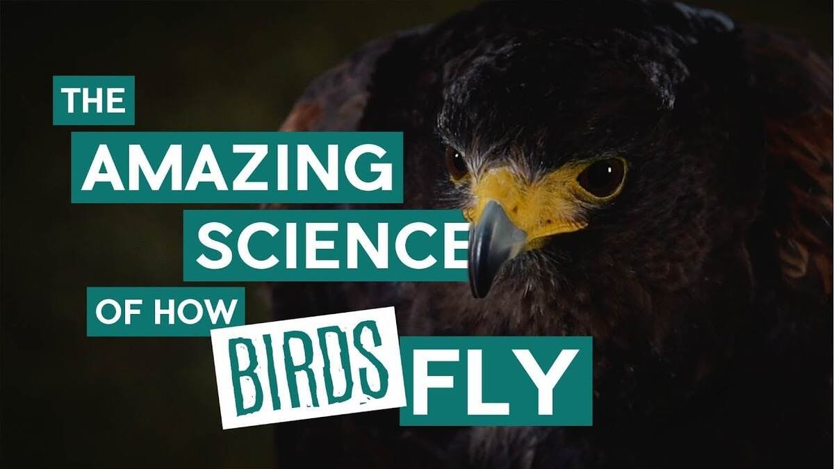 जाने वैज्ञानिक तर्क: पक्षी उड़ क्यों सकते हैं? | Why can birds fly?