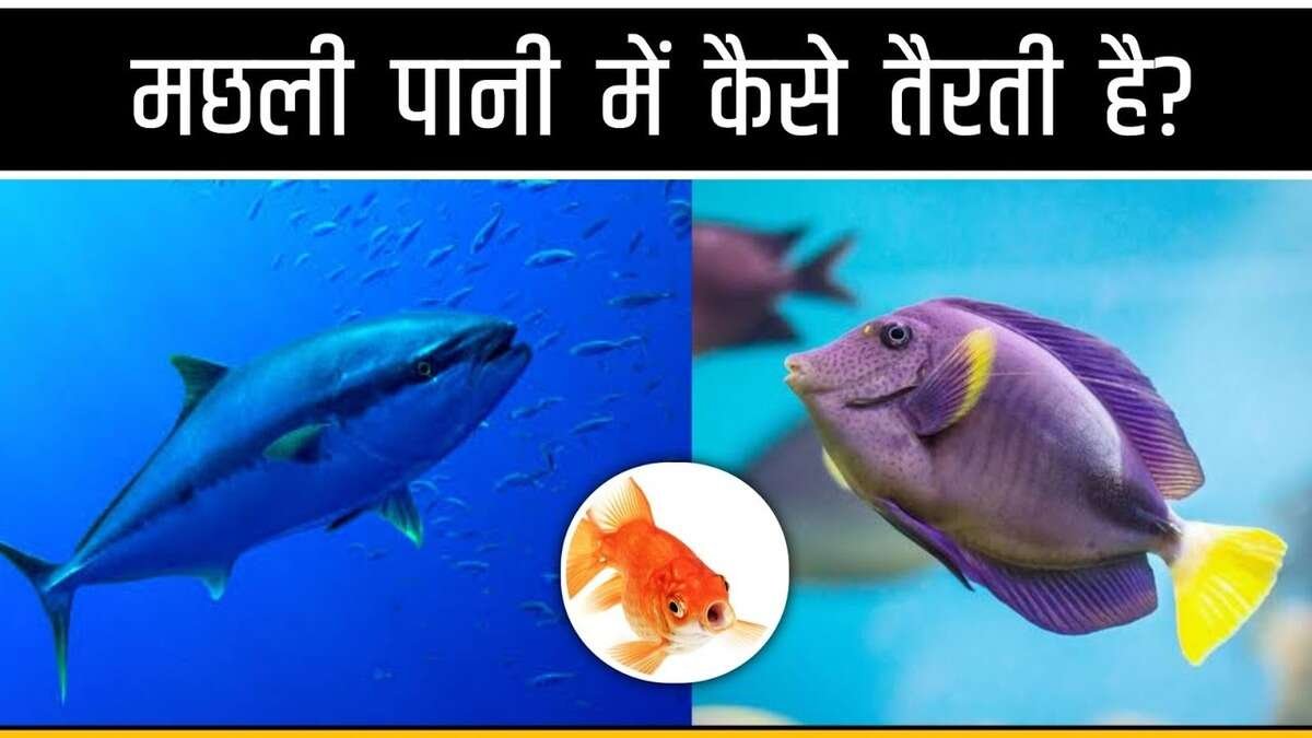 जाने पानी में ही मछलियाँ क्यों तैरती हैं? | Why do fishes swim only in water?