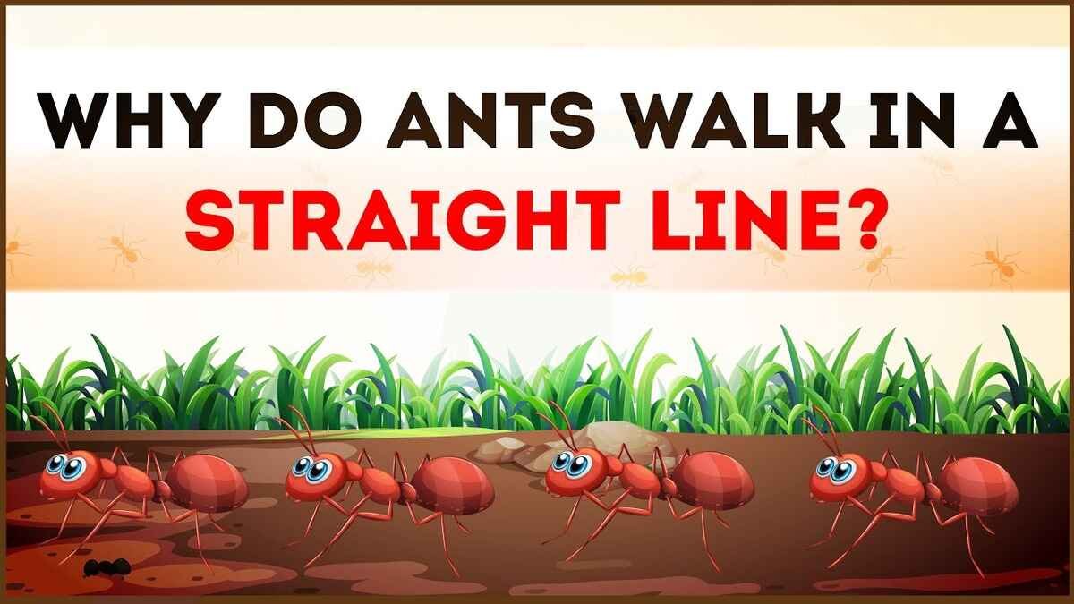 जाने चीटियाँ कतार में ही क्यों चलती हैं? | Why do ants walk in a line?